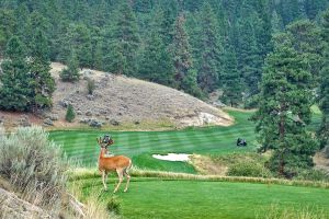 Stock Farm 4th Tee Buck 2023